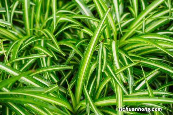 口红吊兰用什么催花,什么时候开花