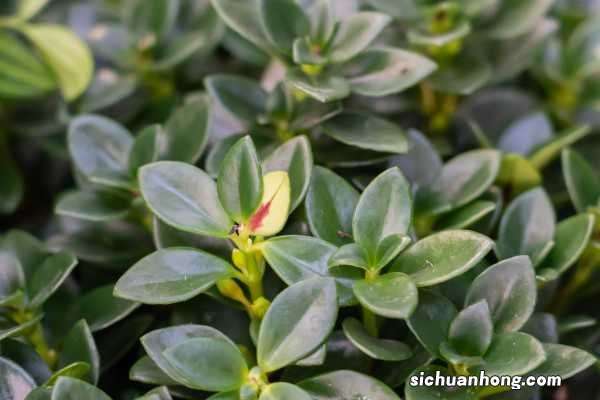 金鱼吊兰花期多长时间,一年开几次花