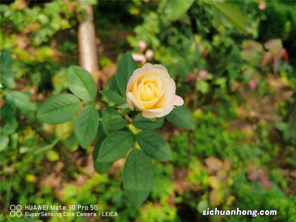 春天月季要修剪吗