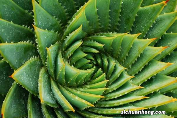 芦荟女王的养殖方法,几年开始旋转