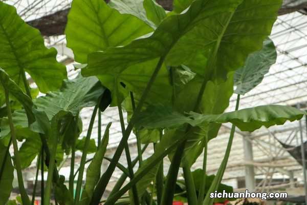 滴水观音的风水学特点