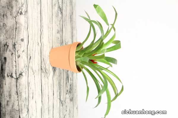 鸿运当头花能养几年,开完花怎么养