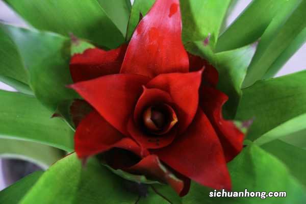 鸿运当头花能养几年,开完花怎么养