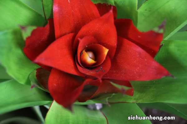 鸿运当头一棵开几朵花,一年开几次