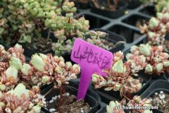 春天种山地玫瑰方法