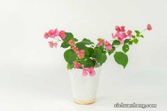 “三角梅”不开花？用这种“脏东西”作肥料，花朵开满墙！