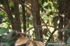 桂花树怎样嫁接果树，可以和什么树嫁接