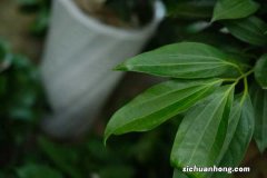 平安树换盆后多久施肥