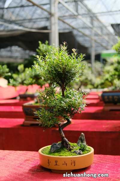 农村什么树适合做盆景,怎样上山发现盆景?