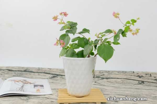 “三角梅”冬天这么养，零下也能冒“花苞”，花开满盆都羡慕