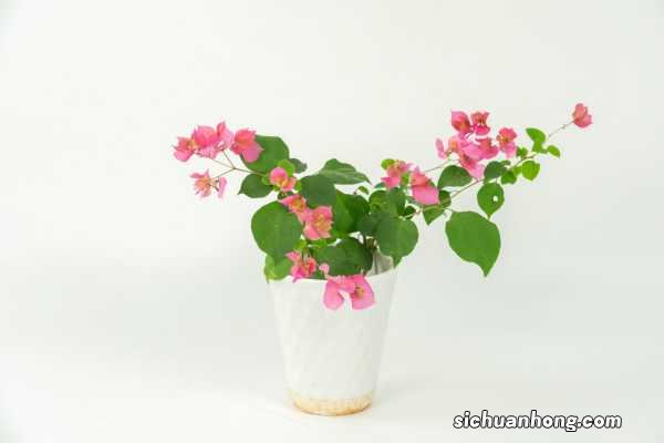 “三角梅”冬天这么养，零下也能冒“花苞”，花开满盆都羡慕