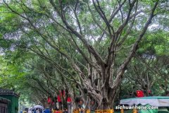 家里可以养榕树吗，老人说不吉利是真的吗