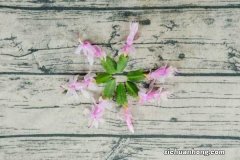 蟹爪兰可以用营养土吗