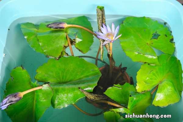 睡莲的种植方法