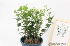 茉莉的养殖方法和注意事项