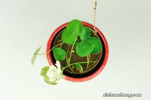 无土水培碗莲怎么种植？碗莲的无土种植方法