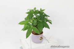 发财树浇水的正确方法，多久浇一次水