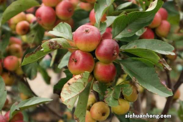 海棠花的养殖方法