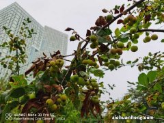 海棠花的养殖方法