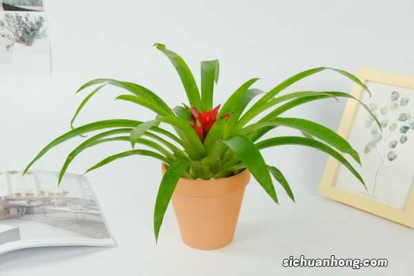 鸿运当头怎么养长得快,如何进行繁殖