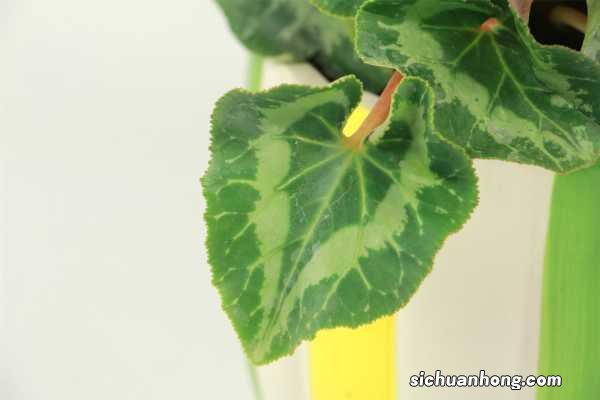 关于仙客来的故事