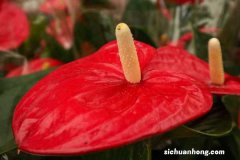 红掌怎么养才能长得好，可以放在卧室吗