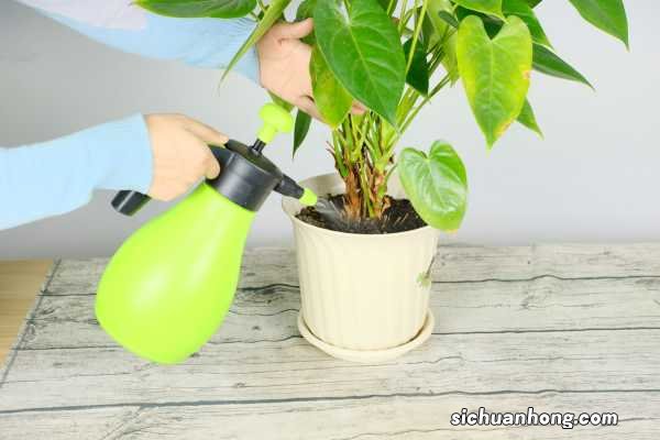 红掌怎么养才能长得好,可以放在卧室吗