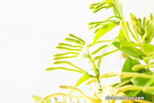 金银花夏天养殖方法