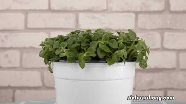 薄荷可以放在卧室吗,在风水上代表什么