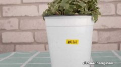 薄荷可以放在卧室吗，在风水上代表什么