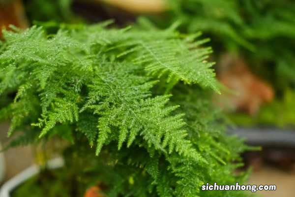 文竹夏天啥时间浇水