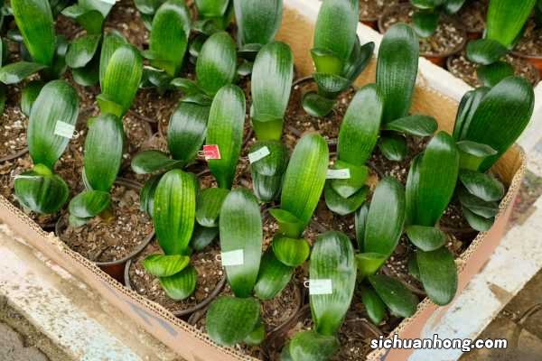 为什么君子兰是名花