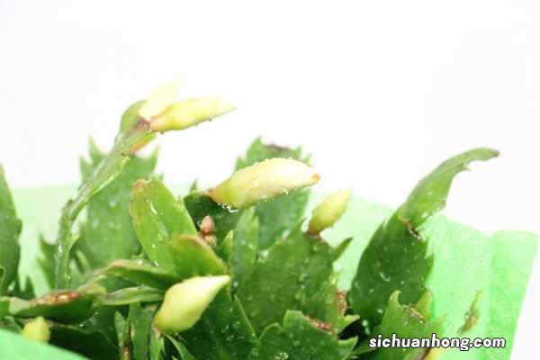 夏天扦插蟹爪兰