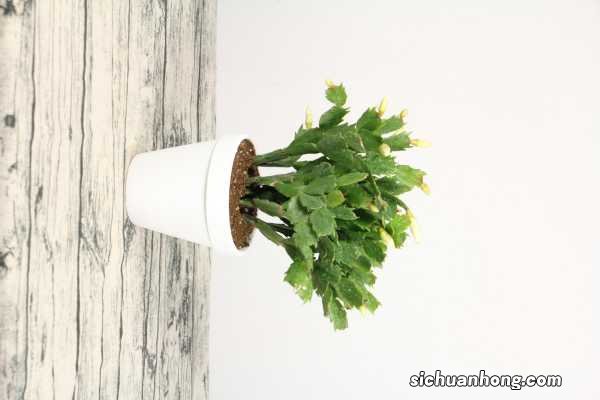 夏天扦插蟹爪兰