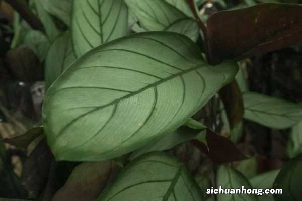 飞羽可以浇啤酒吗