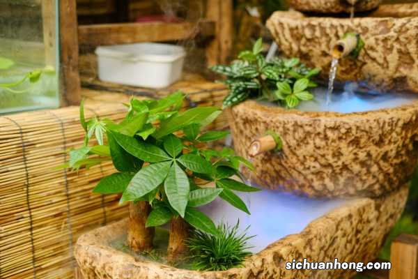 发财树的风水摆放