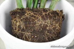 冬天在“蟹爪兰”盆里埋上它，侧边嫩芽冒，花骨朵挂枝头！