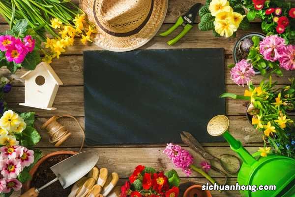 家中摆放13种植物会引起疾病，甚至致命