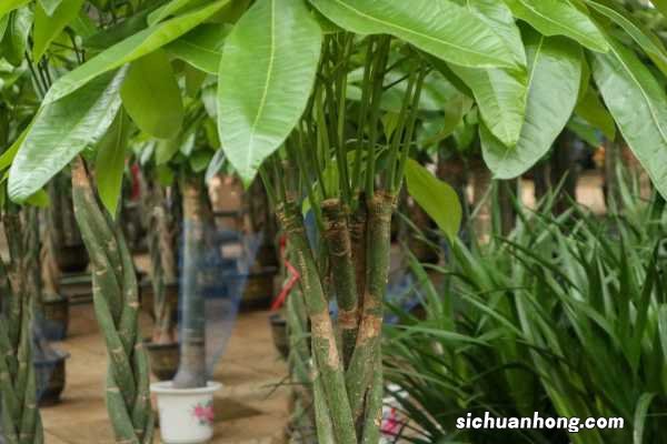 发财树黄叶就要“扔”,真浪费,树干砍一刀就解决问题!