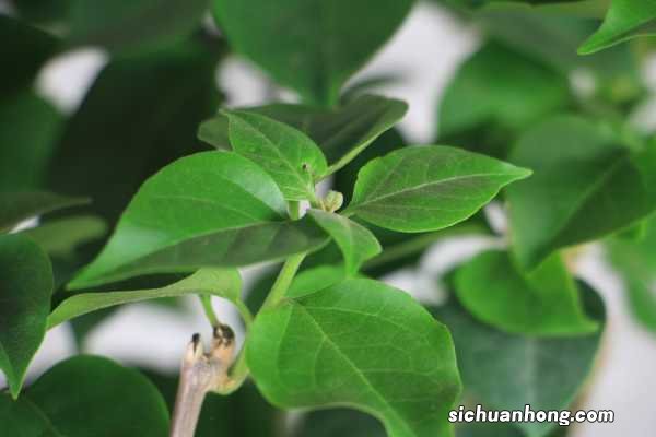 三角梅秋天能剪枝吗,剪枝能插活吗