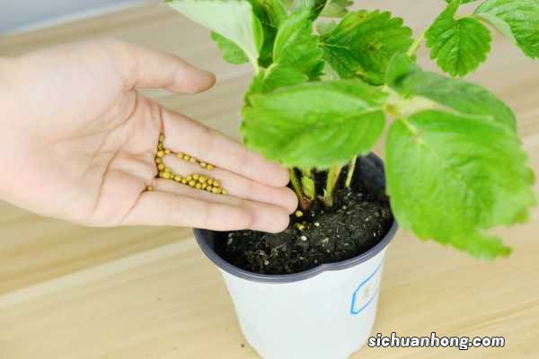 如何种草莓盆栽