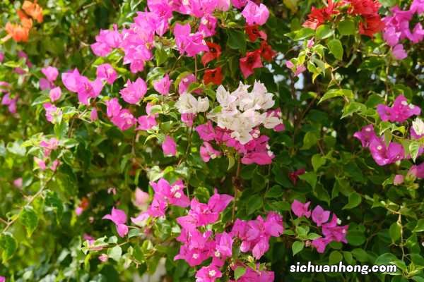 三角梅泡水几天就生根,水扦插方法图解