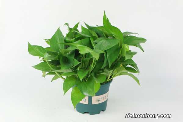 绿萝可以放在卧室吗