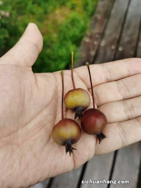 玫瑰海棠一年开几次花,花期如何养护