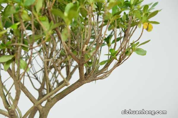 勒杜鹃的养殖方法