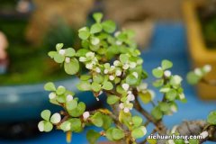 金枝玉叶的寓意是什么