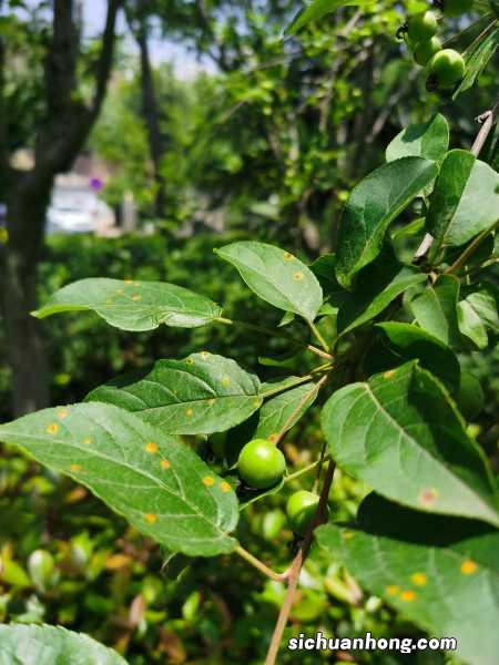 图片 大叶海棠花焦边的原因,焦边怎么办