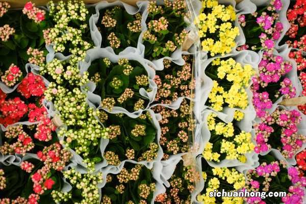 给“长寿花”吃点这,不用一月就爆盆,花苞全部挂枝头!