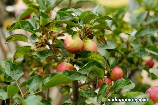 海棠花枯萎能救活吗,需要剪枝吗