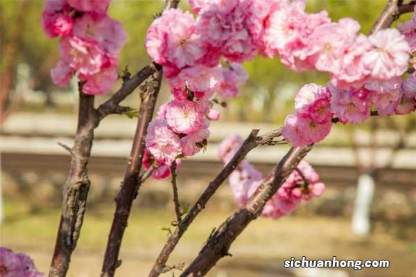 榆叶梅的花语及作用